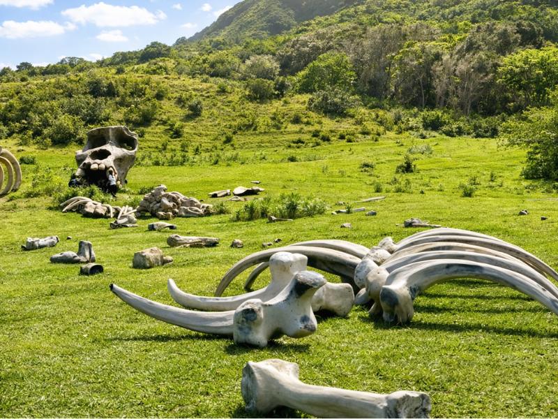 Private Circle Oahu Island Tour Including Kualoa Ranch with Chauffeur